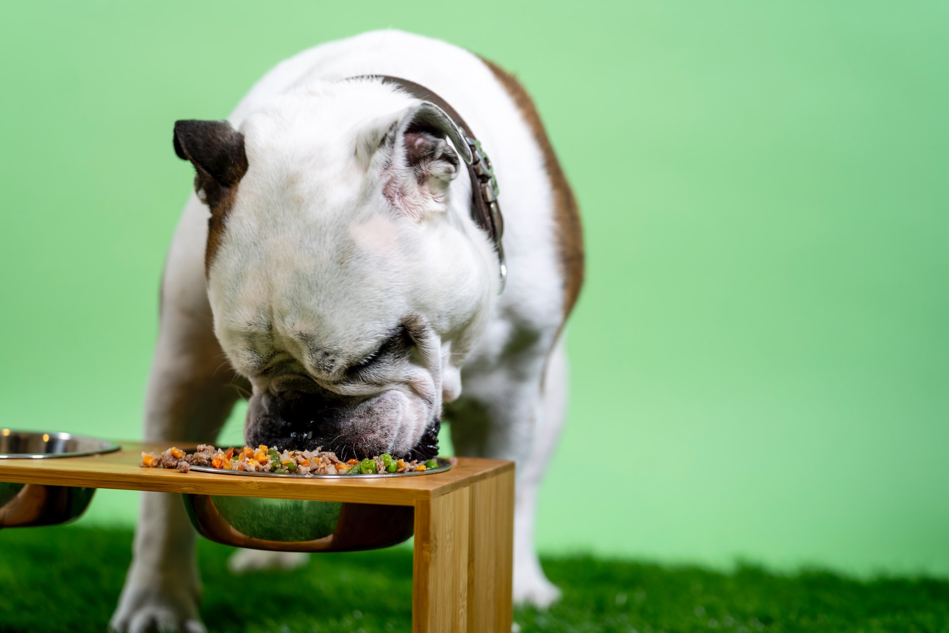 Comida natural cocinada para perro, ideal para mantenerlo sano